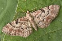 Eupithecia abietaria