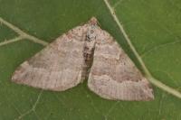 Scotopteryx vicinaria