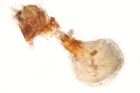 Scotopteryx vicinaria