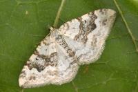 Xanthorhoe montanata