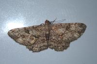 Peribatodes rhomboidaria rhomboidaria
