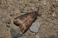 Agrotis ipsilon