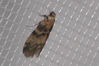 Euzophera pinguis