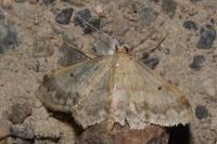 Idaea biselata