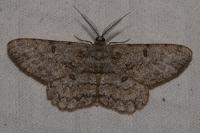 Hypomecis punctinalis