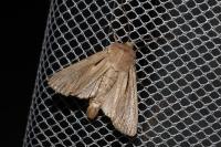 Leucania comma