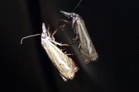 Crambus lathoniellus