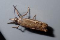 Crambus lathoniellus