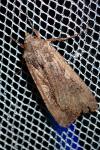 Peridroma saucia