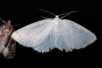 Cabera exanthemata