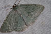 Pseudoterpna pruinata