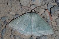 Pseudoterpna pruinata