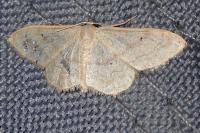 Idaea deversaria