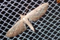 Eupithecia icterata