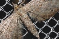 Eupithecia icterata