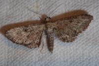 Eupithecia