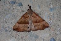 Hypena proboscidalis