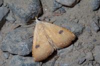 Rivula sericealis