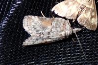 Nycteola