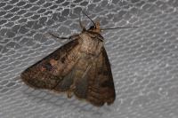 Agrotis clavis clavis