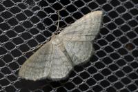 Idaea subsericeata