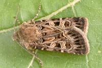 Chersotis alpestris