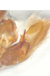 Chersotis alpestris