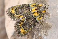 Cryphia algae
