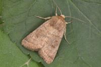 Hoplodrina alsinides