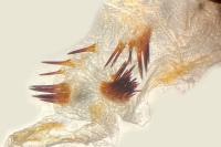 Hoplodrina alsinides