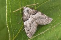 Nola cucullatella