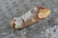 Phalera bucephala