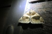 Dysgonia algira