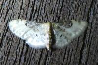 Idaea filicata
