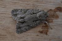 Acronicta psi/tridens
