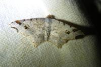 Macaria alternata