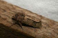 Agrotis bigramma