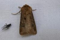 Agrotis bigramma