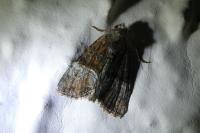 Mesoligia furuncula