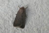 Caradrina flavirena