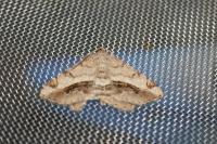Chiasmia aestimaria
