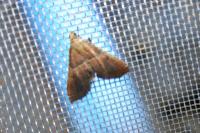 Endotricha flammealis