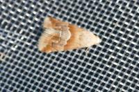 Eublemma parva