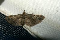 Gymnoscelis rufifasciata