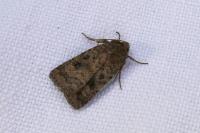 Caradrina morpheus