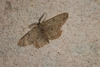 Hypomecis punctinalis