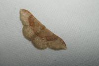 Idaea degeneraria