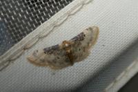 Idaea filicata