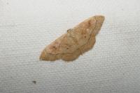 Idaea rubraria