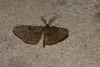 Peribatodes rhomboidaria rhomboidaria